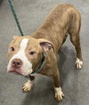 adoptable Dog in  named *ROSCOE