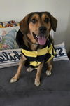 adoptable Dog in  named COCO