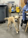 adoptable Dog in  named JINX