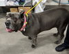 adoptable Dog in  named BELLA