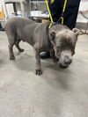 adoptable Dog in  named KANE