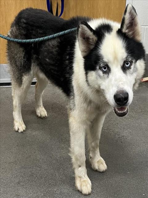 adoptable Dog in District Heights, MD named RAMBO