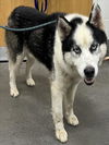 adoptable Dog in  named RAMBO