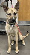 adoptable Dog in  named *JASPER