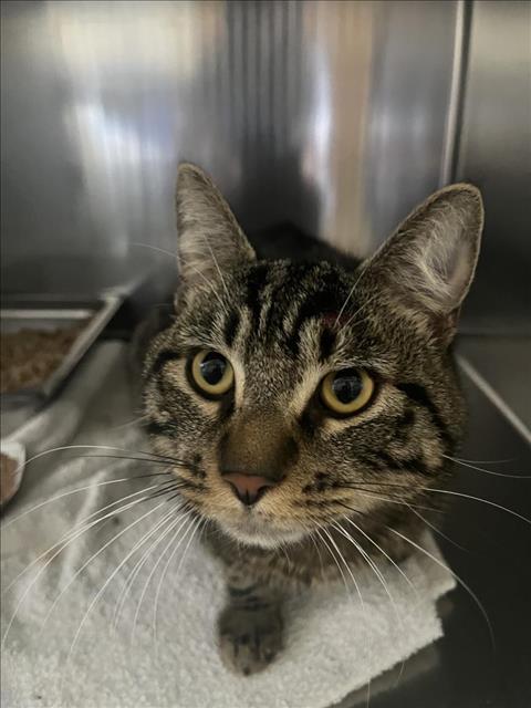adoptable Cat in District Heights, MD named *BELGIUM