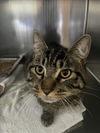 adoptable Cat in district heights, MD named *BELGIUM