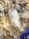 adoptable Mouse in  named *REGINA GEORGE