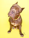 adoptable Dog in  named MOCHA