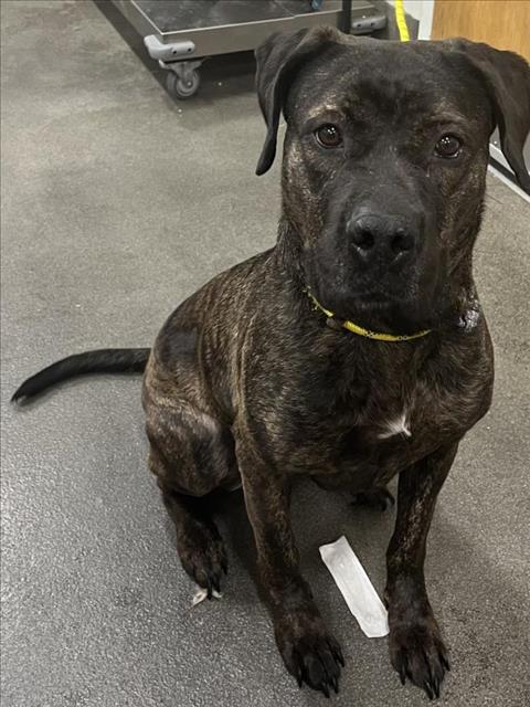 adoptable Dog in District Heights, MD named VEGAS