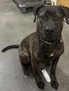 adoptable Dog in  named VEGAS