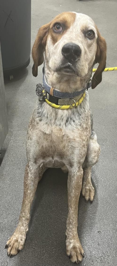 adoptable Dog in District Heights, MD named ROCKY