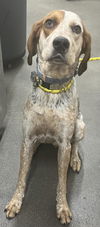 adoptable Dog in  named ROCKY