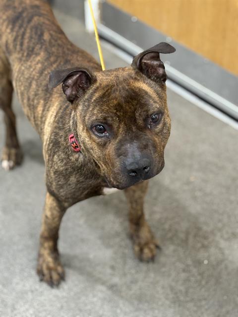 adoptable Dog in District Heights, MD named *SLOTH