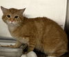 adoptable Cat in district heights, MD named *B