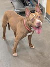 adoptable Dog in  named CAINE