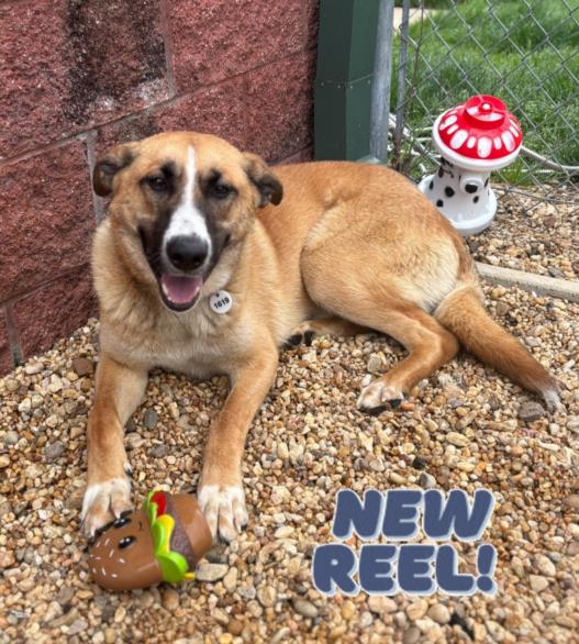 adoptable Dog in District Heights, MD named *STRIPE