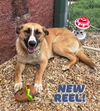 adoptable Dog in  named *STRIPE