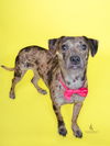 adoptable Dog in  named MISSY