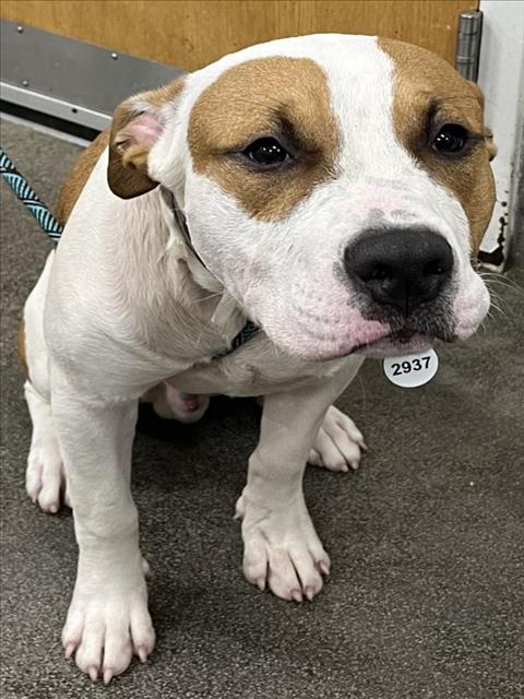 adoptable Dog in District Heights, MD named *DENTON