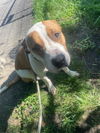 adoptable Dog in  named *DENTON