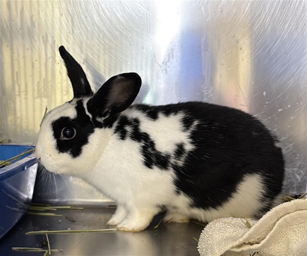 adoptable Rabbit in District Heights, MD named *BOTSWANA