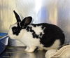 adoptable Rabbit in district heights, MD named *BOTSWANA
