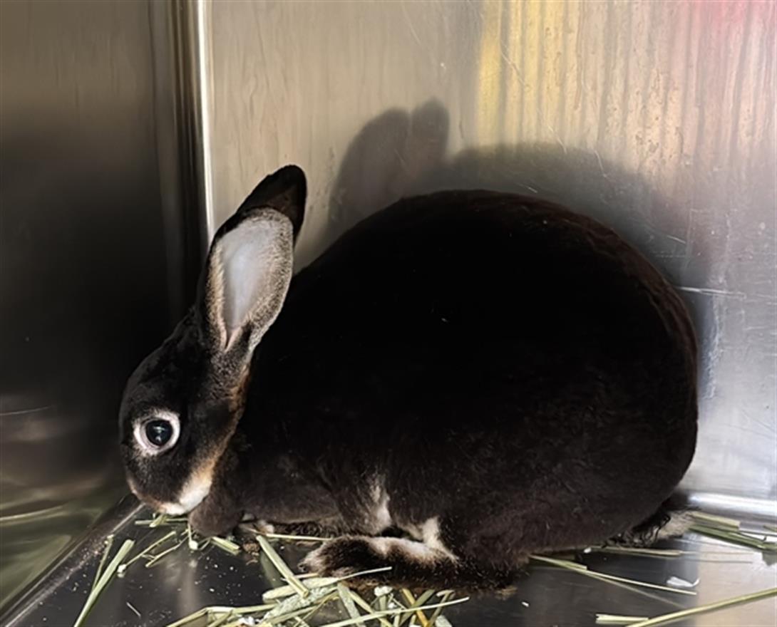 adoptable Rabbit in District Heights, MD named *ALGERIA