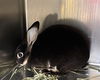 adoptable Rabbit in district heights, MD named *ALGERIA