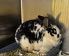 adoptable Rabbit in  named *EGYPT
