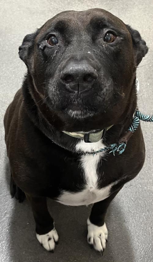 adoptable Dog in District Heights, MD named JOJO