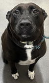 adoptable Dog in  named JOJO