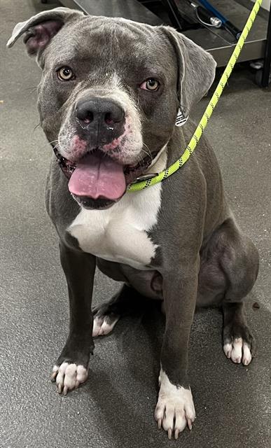 adoptable Dog in District Heights, MD named *BUTLER