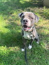 adoptable Dog in  named *BUTLER