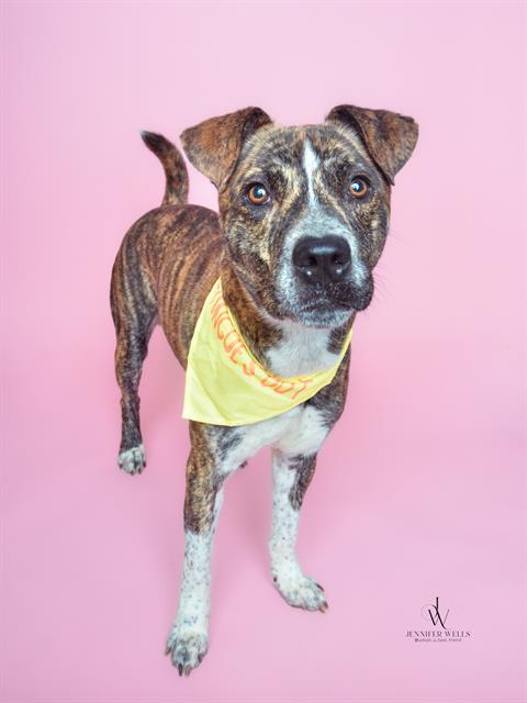 adoptable Dog in District Heights, MD named *RIDGELY