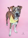 adoptable Dog in  named *RIDGELY