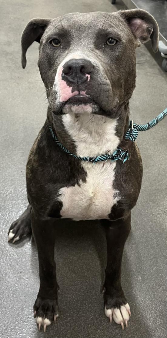 adoptable Dog in District Heights, MD named *RIVERDALE