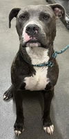 adoptable Dog in  named *RIVERDALE