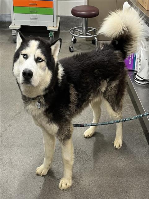 adoptable Dog in District Heights, MD named TOBY