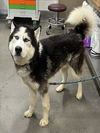 adoptable Dog in  named TOBY