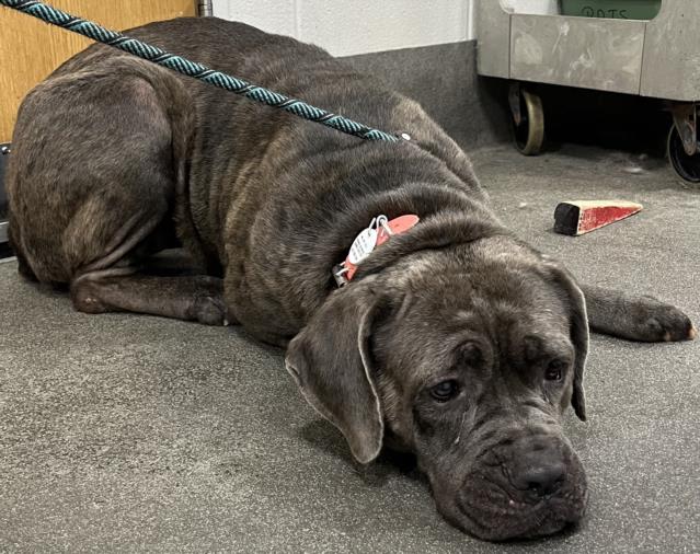 adoptable Dog in District Heights, MD named RUBY