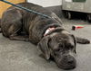 adoptable Dog in  named RUBY
