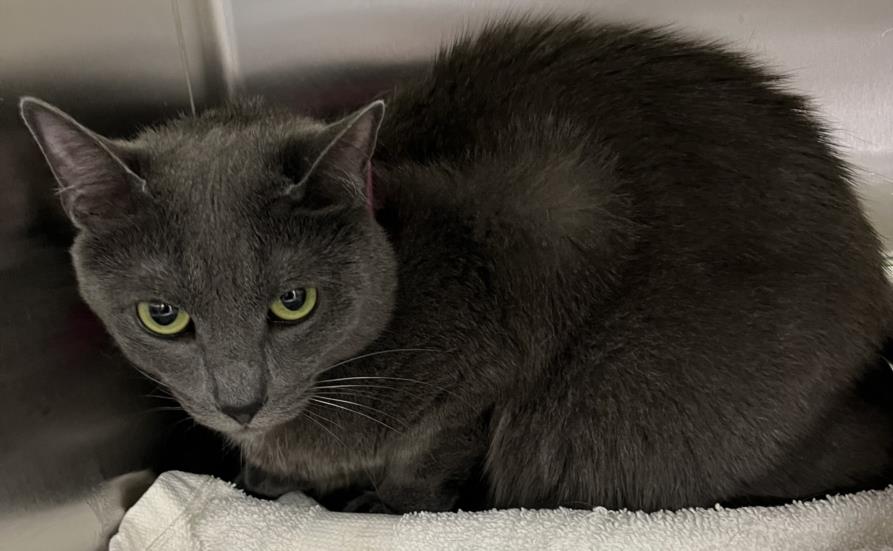 adoptable Cat in District Heights, MD named GRAY