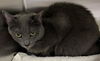 adoptable Cat in  named GRAY