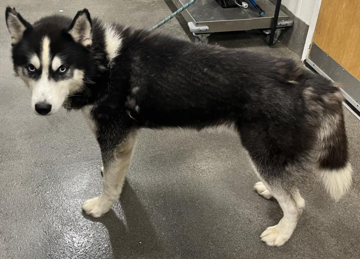 adoptable Dog in District Heights, MD named MAUI