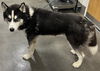 adoptable Dog in  named MAUI