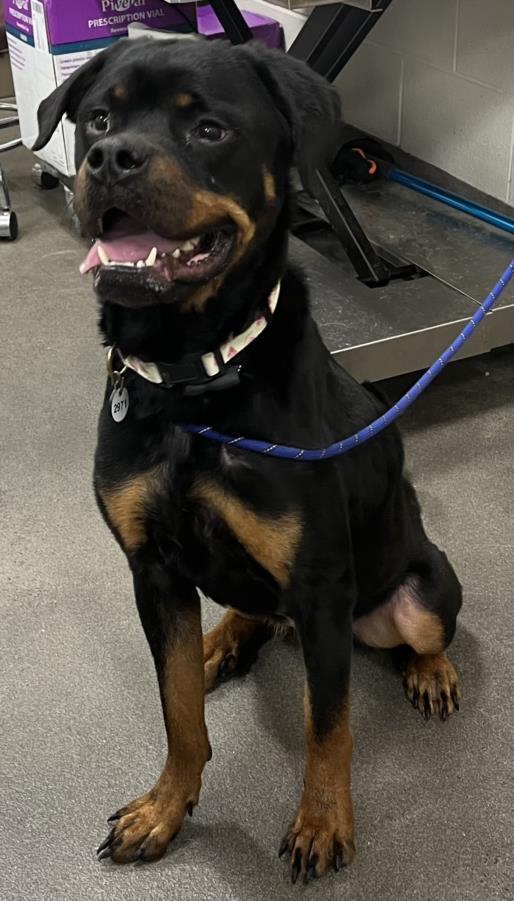 adoptable Dog in District Heights, MD named *NINA