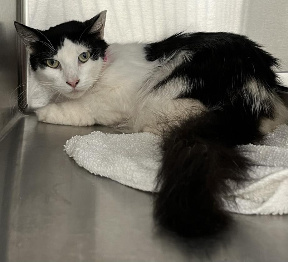 adoptable Cat in District Heights, MD named SQIUSHY