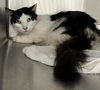 adoptable Cat in  named SQIUSHY