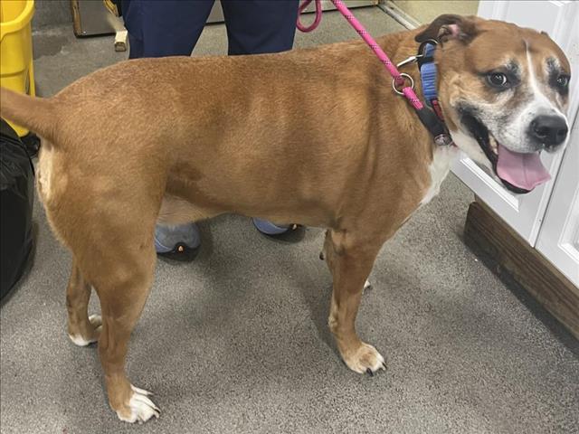 adoptable Dog in District Heights, MD named HANK