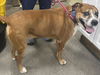 adoptable Dog in  named HANK